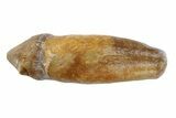 Fossil Eocene Mammal (Lophiodon) Rooted Tooth - France #248656-1